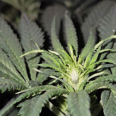 Tangerine dream 🌴 (60-65bt)  growlog timeline photo