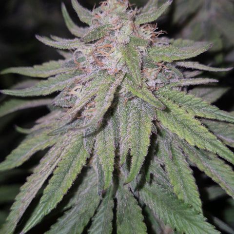 WTF- Königin Mimosa evo 👑👑👑 (65-70bt) growlog timeline photo