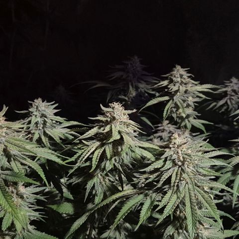 WTF- Königin Mimosa evo 👑👑👑 (65-70bt) growlog timeline photo
