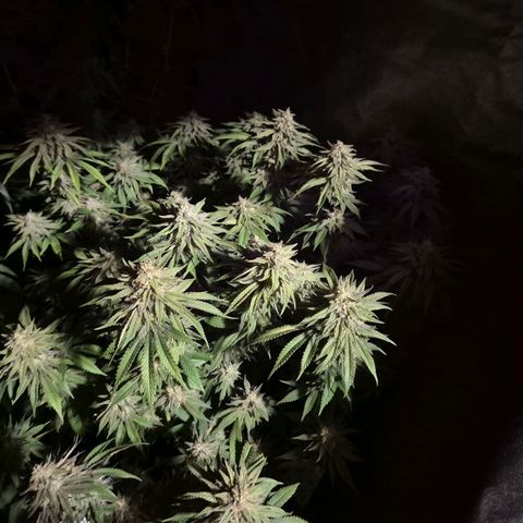 WTF- Königin Mimosa evo 👑👑👑 (65-70bt) growlog timeline photo