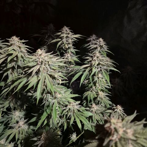WTF- Königin Mimosa evo 👑👑👑 (65-70bt) growlog timeline photo
