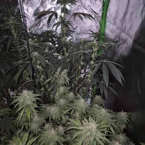 Ice cream cake 🍰 & permanent marker🖊(65-73bt) growlog timeline photo