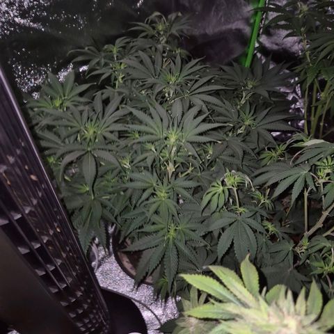 Tangerine dream 🌴 (60-65bt)  growlog timeline photo