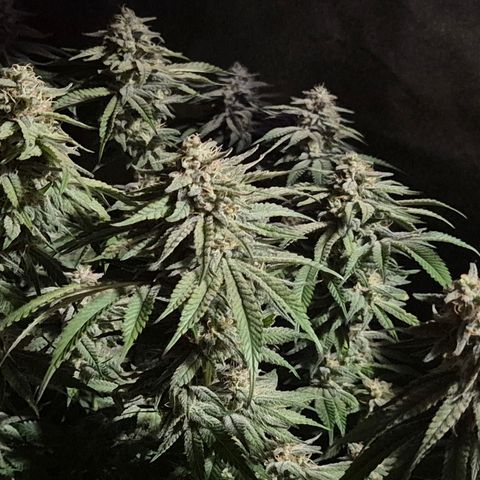 WTF- Königin Mimosa evo 👑👑👑 (65-70bt) growlog timeline photo