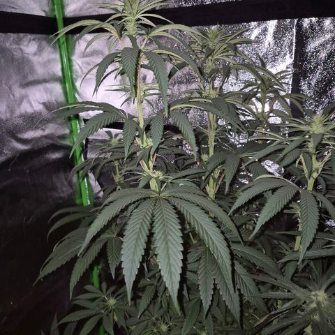 ICE 💚🧊 (63-70bt) growlog timeline photo