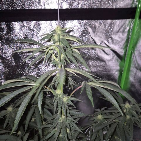 Ice cream cake 🍰 & permanent marker🖊(65-73bt) growlog timeline photo