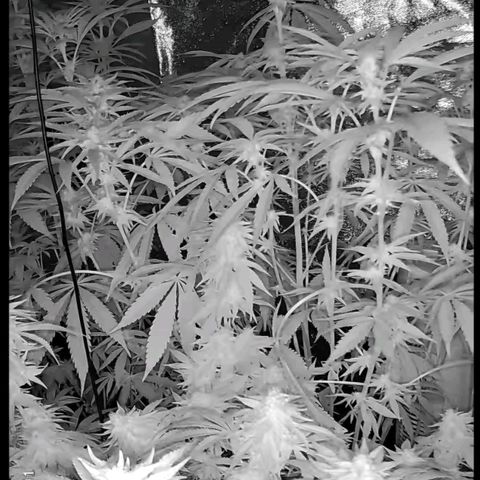 Ice cream cake 🍰 & permanent marker🖊(65-73bt) growlog timeline photo