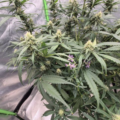 LSD auto (63-70 Tage ab Keimung) growlog timeline photo
