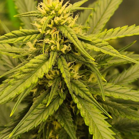 LSD auto (63-70 Tage ab Keimung) growlog timeline photo