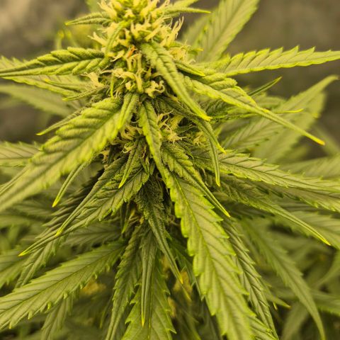 LSD auto (63-70 Tage ab Keimung) growlog timeline photo