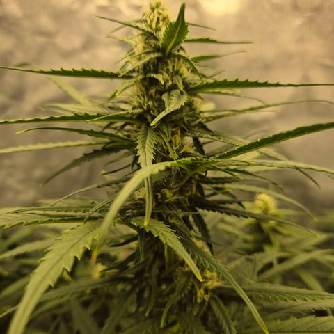 LSD auto (63-70 Tage ab Keimung) growlog timeline photo