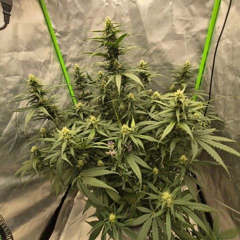 LSD auto (63-70 Tage ab Keimung) growlog timeline photo