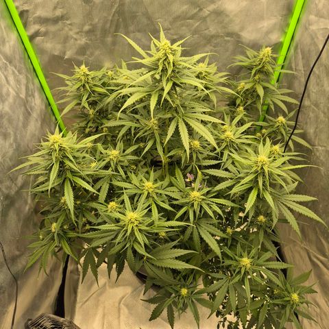 LSD auto (63-70 Tage ab Keimung) growlog timeline photo