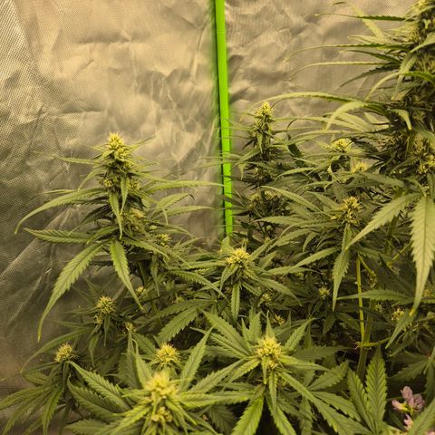 LSD auto (63-70 Tage ab Keimung) growlog timeline photo