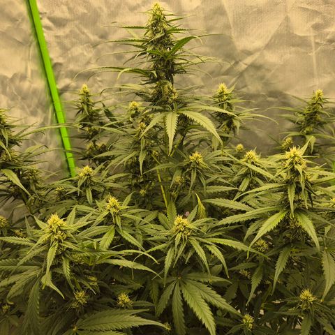 LSD auto (63-70 Tage ab Keimung) growlog timeline photo