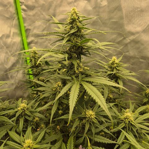 LSD auto (63-70 Tage ab Keimung) growlog timeline photo