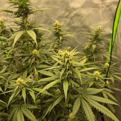 LSD auto (63-70 Tage ab Keimung) growlog timeline photo