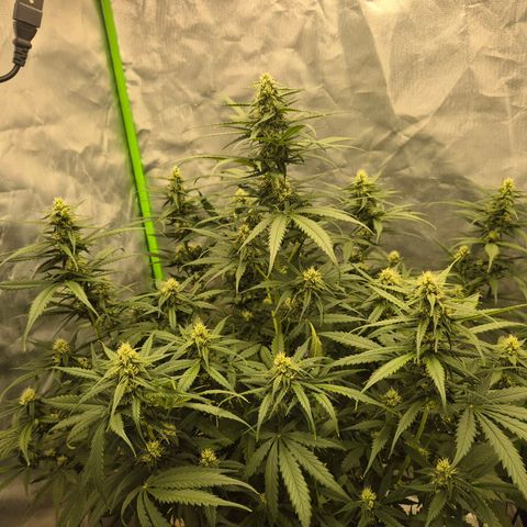 LSD auto (63-70 Tage ab Keimung) growlog timeline photo