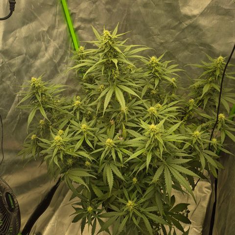 LSD auto (63-70 Tage ab Keimung) growlog timeline photo
