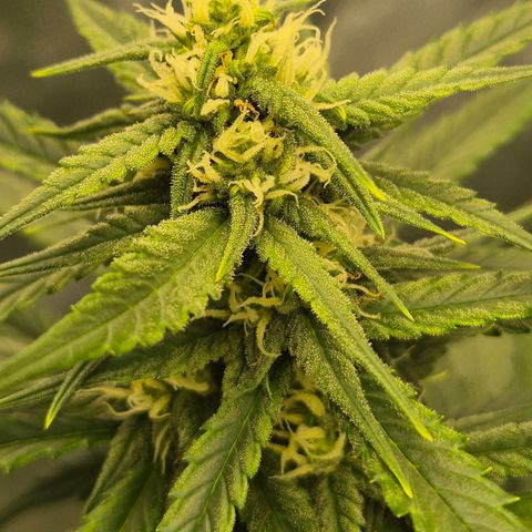 LSD auto (63-70 Tage ab Keimung) growlog timeline photo