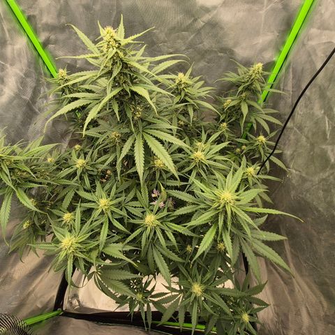 LSD auto (63-70 Tage ab Keimung) growlog timeline photo