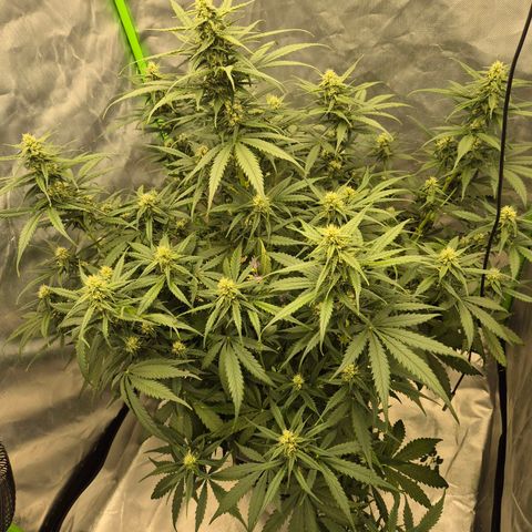 LSD auto (63-70 Tage ab Keimung) growlog timeline photo