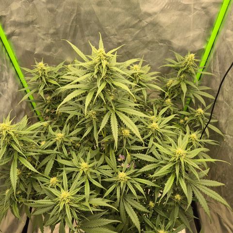 LSD auto (63-70 Tage ab Keimung) growlog timeline photo