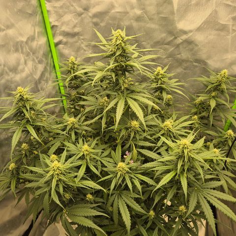 LSD auto (63-70 Tage ab Keimung) growlog timeline photo