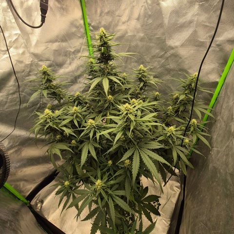LSD auto (63-70 Tage ab Keimung) growlog timeline photo