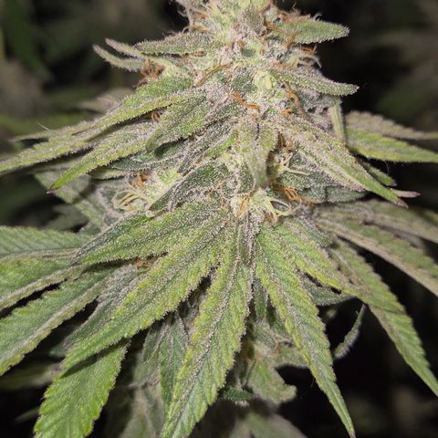 WTF- Königin Mimosa evo 👑👑👑 (65-70bt) growlog timeline photo