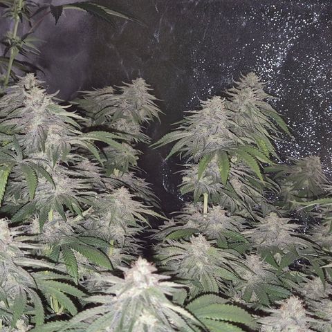 WTF- Königin Mimosa evo 👑👑👑 (65-70bt) growlog timeline photo