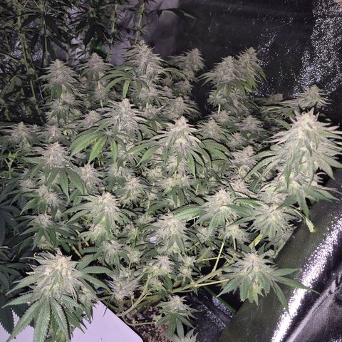 WTF- Königin Mimosa evo 👑👑👑 (65-70bt) growlog timeline photo