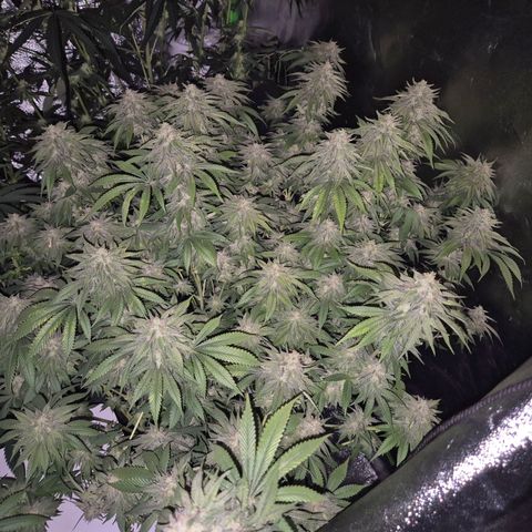 WTF- Königin Mimosa evo 👑👑👑 (65-70bt) growlog timeline photo