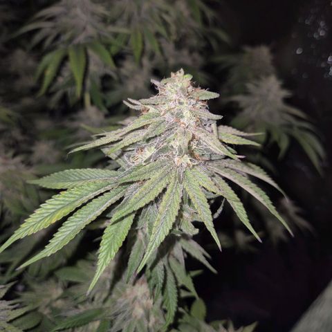WTF- Königin Mimosa evo 👑👑👑 (65-70bt) growlog timeline photo