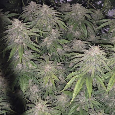WTF- Königin Mimosa evo 👑👑👑 (65-70bt) growlog timeline photo