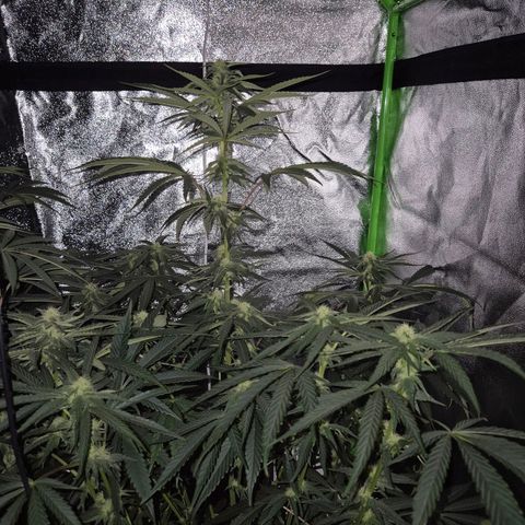 Ice cream cake 🍰 & permanent marker🖊(65-73bt) growlog timeline photo