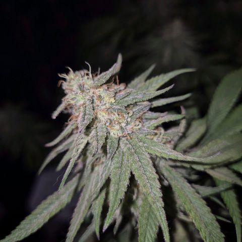 WTF- Königin Mimosa evo 👑👑👑 (65-70bt) growlog timeline photo