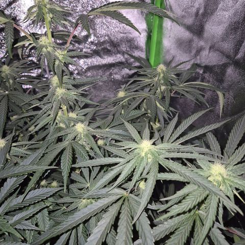 Ice cream cake 🍰 & permanent marker🖊(65-73bt) growlog timeline photo