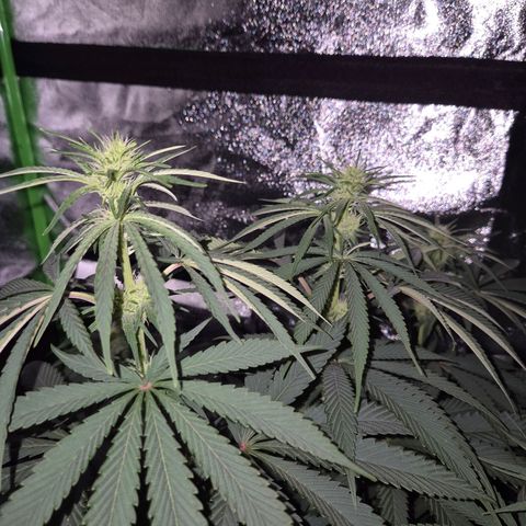 ICE 💚🧊 (63-70bt) growlog timeline photo