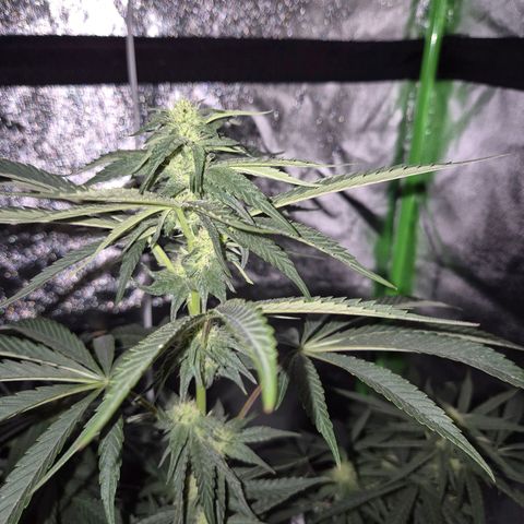 Ice cream cake 🍰 & permanent marker🖊(65-73bt) growlog timeline photo