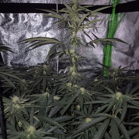 Ice cream cake 🍰 & permanent marker🖊(65-73bt) growlog timeline photo