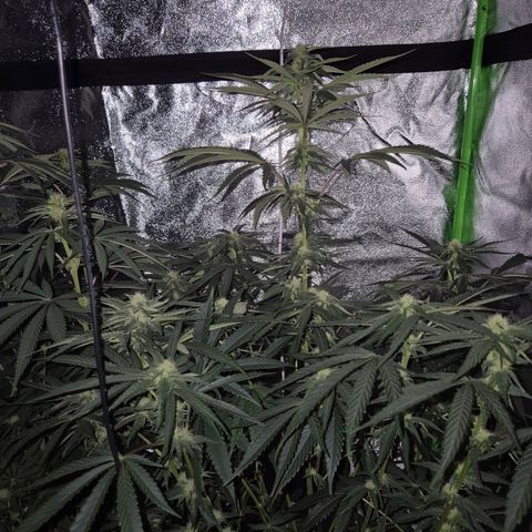 Ice cream cake 🍰 & permanent marker🖊(65-73bt) growlog timeline photo
