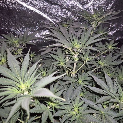 Tangerine dream 🌴 (60-65bt)  growlog timeline photo