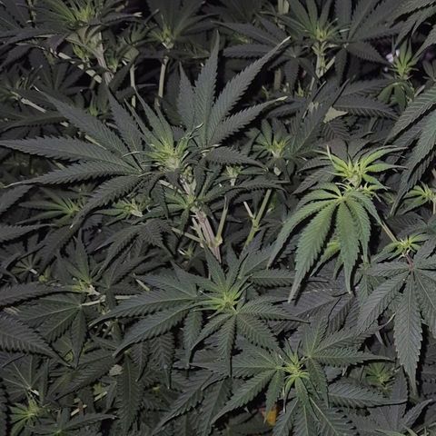 Tangerine dream 🌴 (60-65bt)  growlog timeline photo