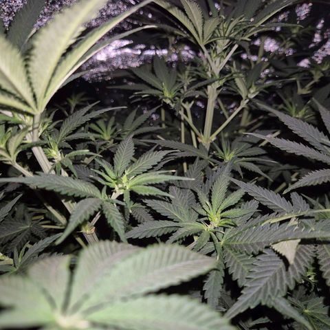 Tangerine dream 🌴 (60-65bt)  growlog timeline photo