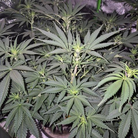 Tangerine dream 🌴 (60-65bt)  growlog timeline photo