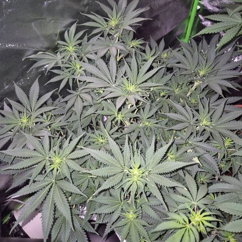Tangerine dream 🌴 (60-65bt)  growlog timeline photo