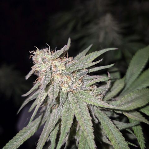 WTF- Königin Mimosa evo 👑👑👑 (65-70bt) growlog timeline photo