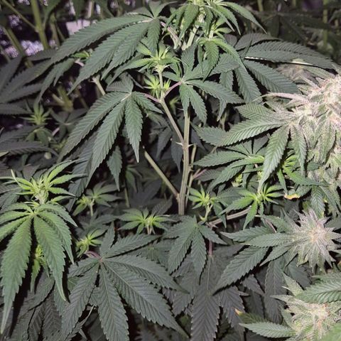 Mimosa evo stecki  🍊🍋🍍 (65-70bt) growlog timeline photo