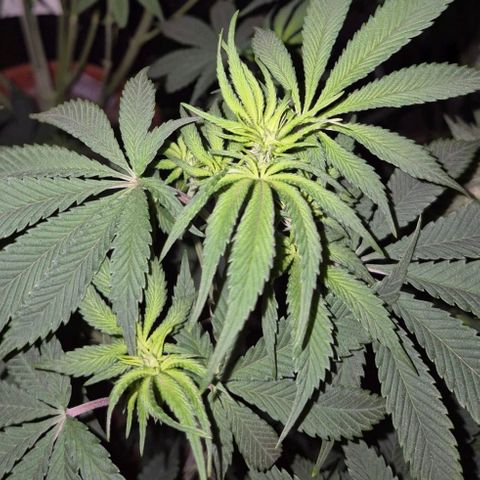 Mimosa evo stecki  🍊🍋🍍 (65-70bt) growlog timeline photo